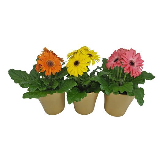 Gerbera 20cm 12cm Pot