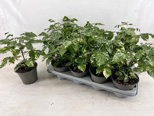 Radermachera sinica 40cm 14cm Pot