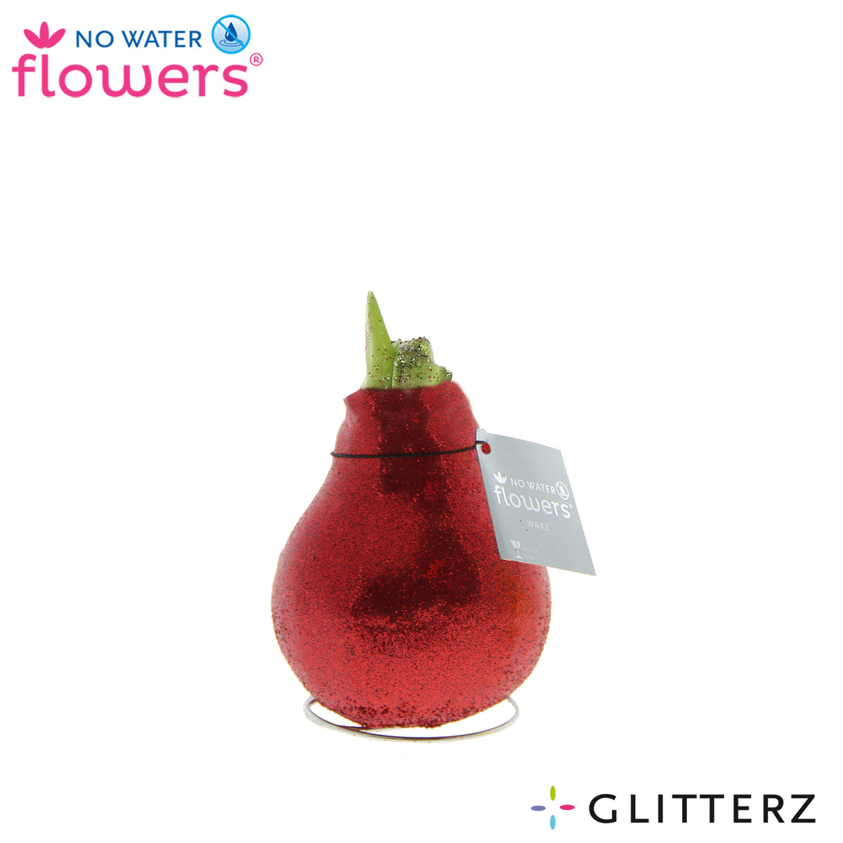 Hippeastrum red 15cm 998cm Pot