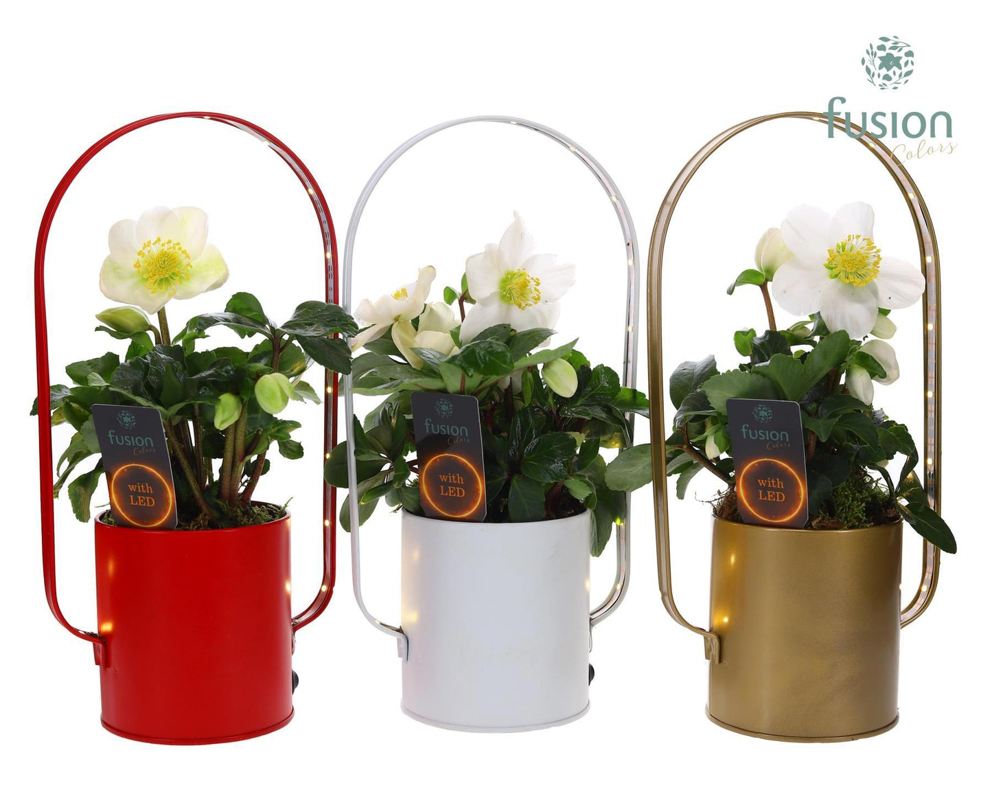 Led planter zink boog kerst met Helleborus 29cm 9cm Pot