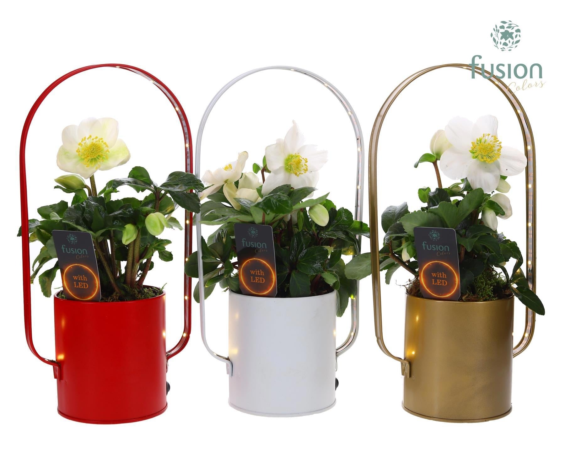 Led planter zink boog kerst met Helleborus 29cm 9cm Pot