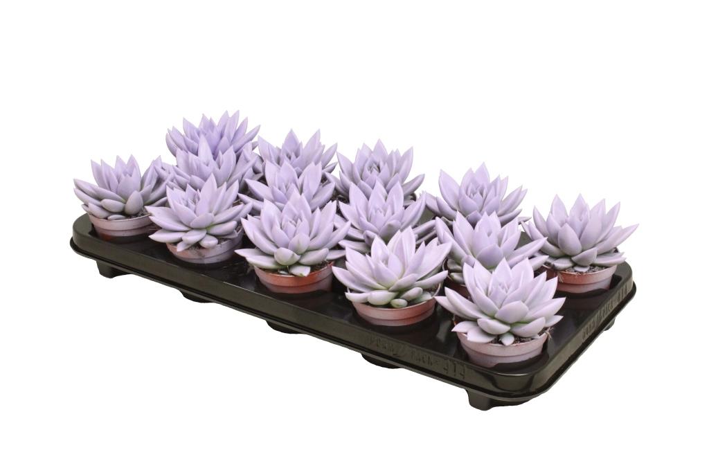 Echeveria colored Pastel purple 11cm Special Pot (508)