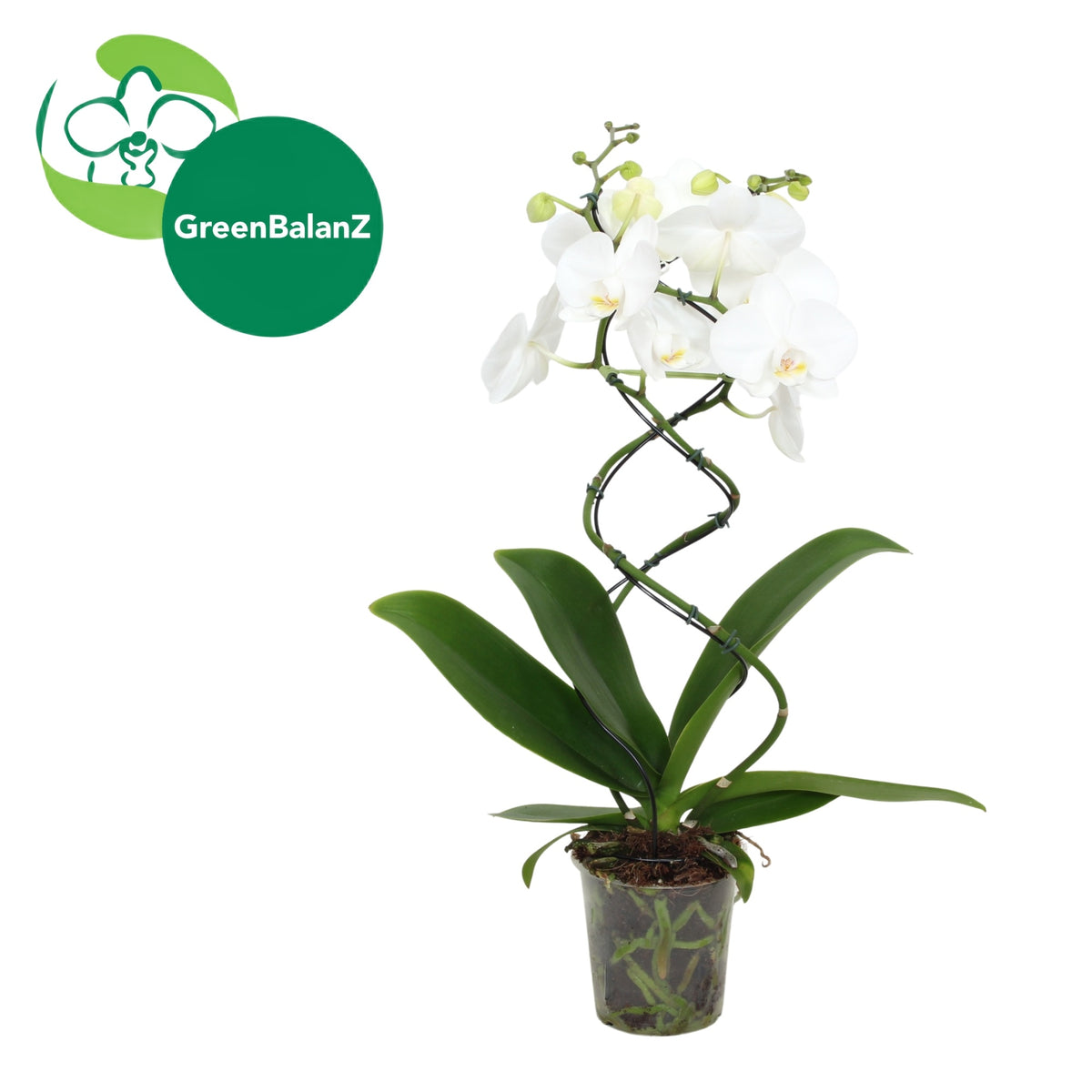 Phalaenopsis Greenbalanz Twisterz mix 50cm 12cm Pot