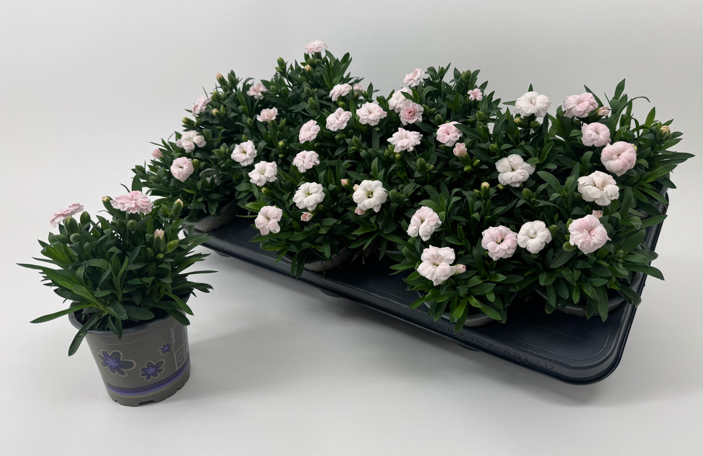 Wensen Potplanten Dianthus Oscar white Pack of 12
