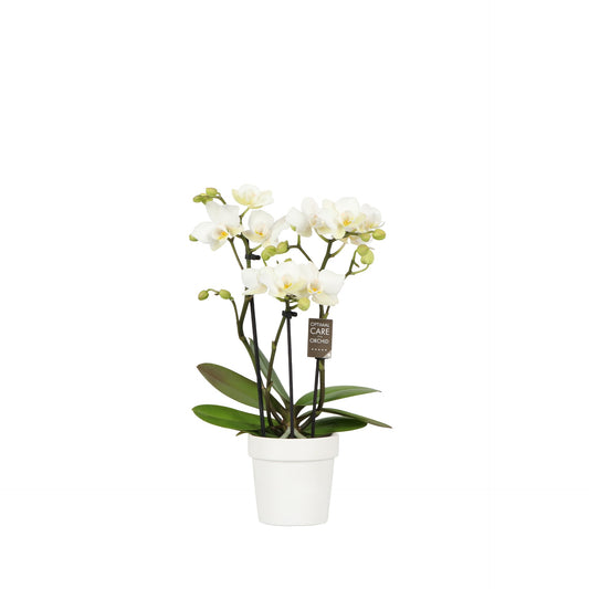 Phalaenopsis multiflora white 25cm 7cm Pot