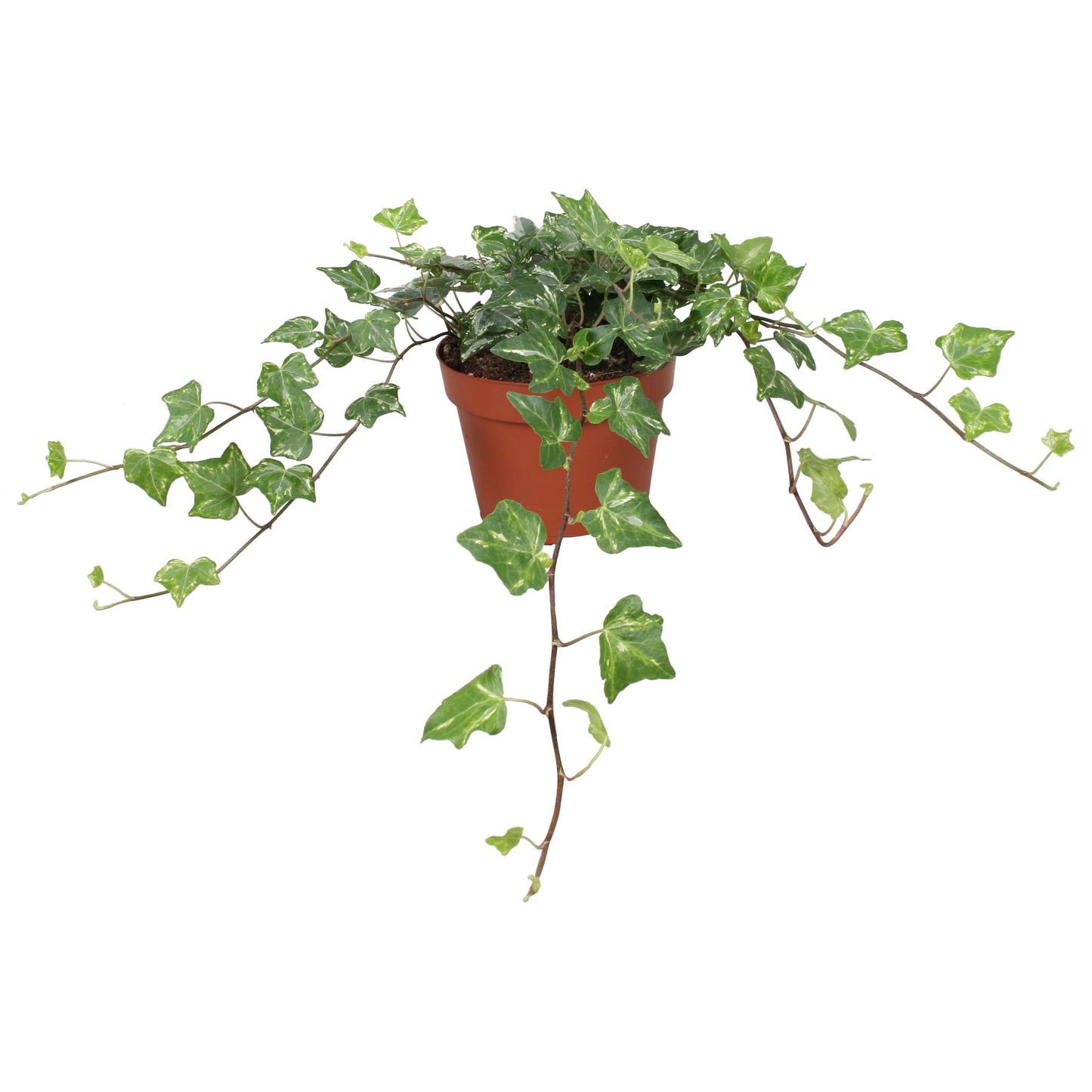 Hedera helix Kolibri 13cm Pot