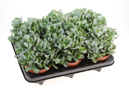 Crassula arborescens 15cm 12cm Pot