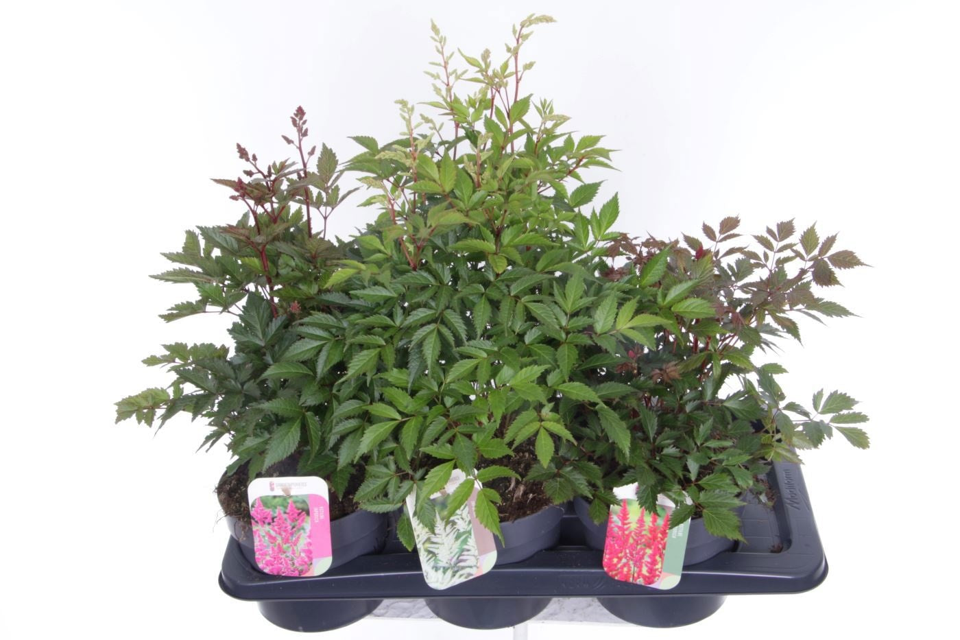 Astilbe mix 55cm 17cm Pot