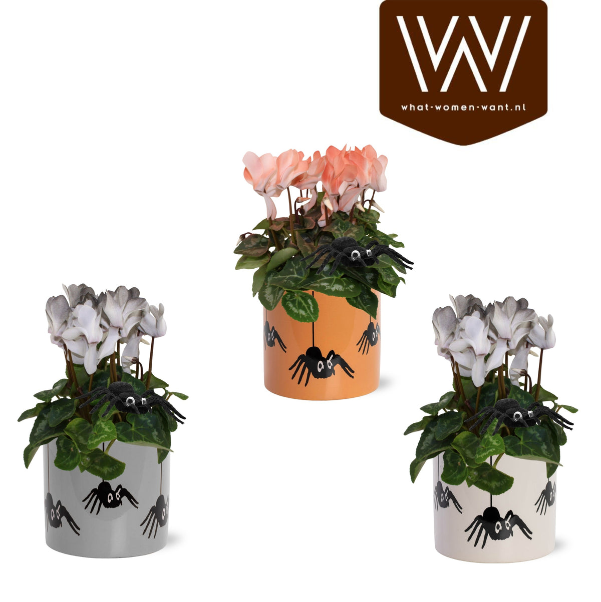 Cyclamen Allure 30cm 12cm Pot