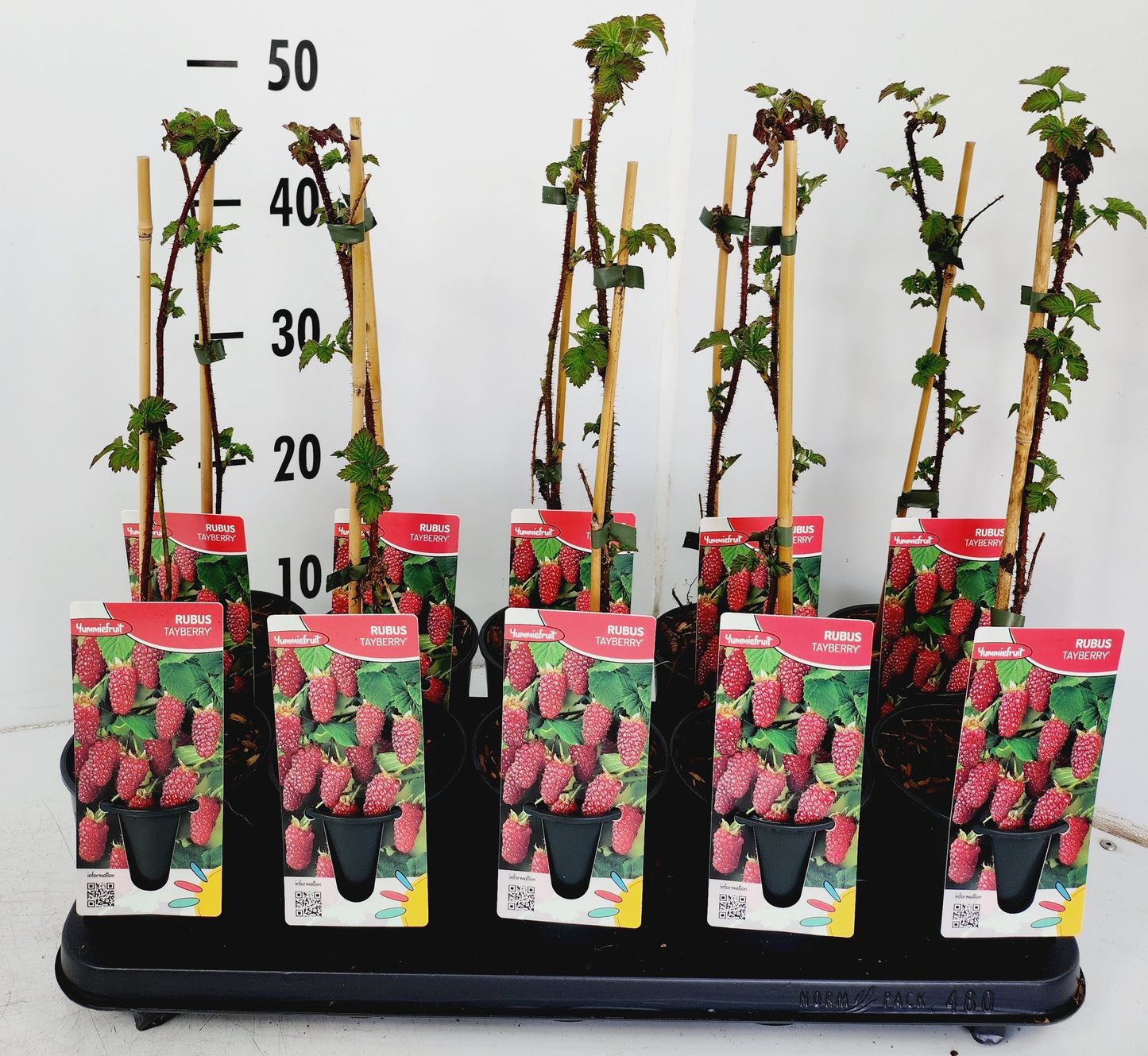 Rubus Tayberry (Raspberry x Blackberry hybrid) 50cm 12cm Pot