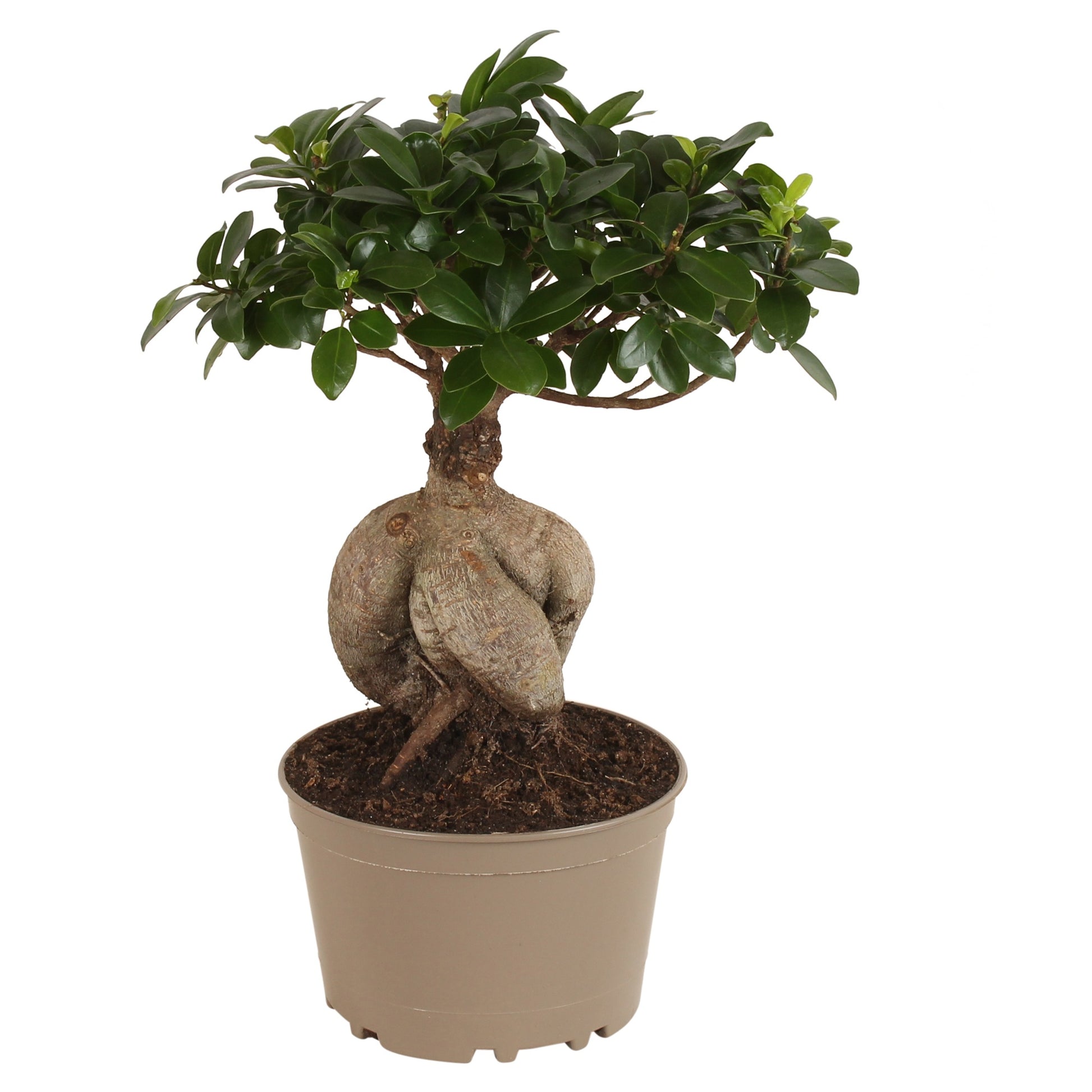 Oriental Ficus Ginseng Carbon Free pot Pack of 3