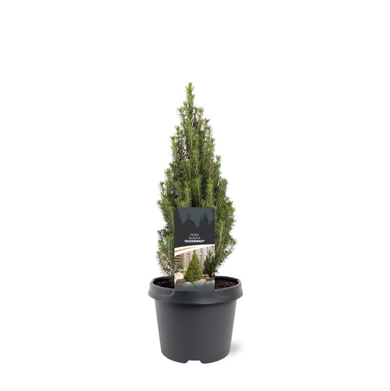 Picea glauca 35cm 19cm Pot