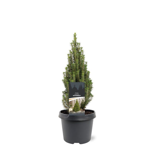 Picea glauca 35cm 19cm Pot