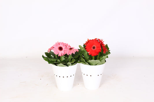 Gerbera mix 20cm 12cm Pot