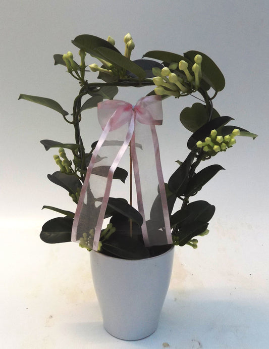 Stephanotis floribunda 45cm 12cm Pot