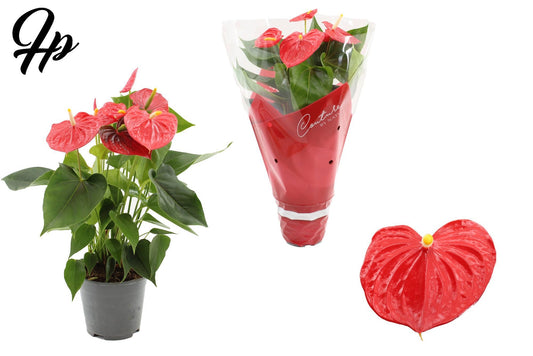 Anthurium Esudo 45cm 14cm Pot