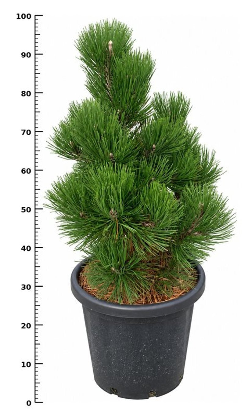 Pinus hybrid 100cm 38cm Pot