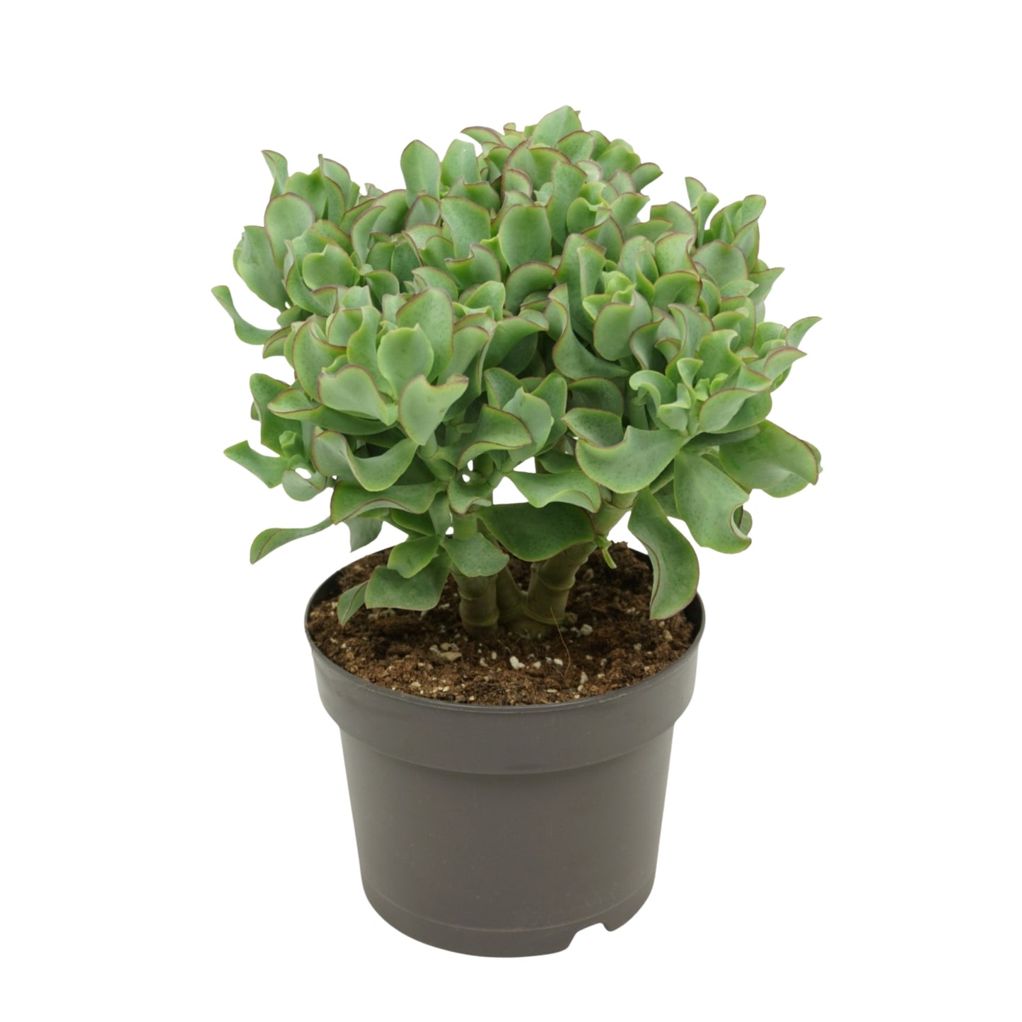 Crassula Curly 25cm 17cm Pot
