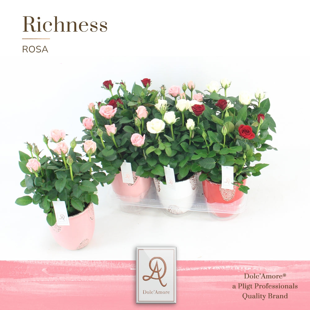 Pligt Professionals BV Rosa Amorosa mix Pack of 6