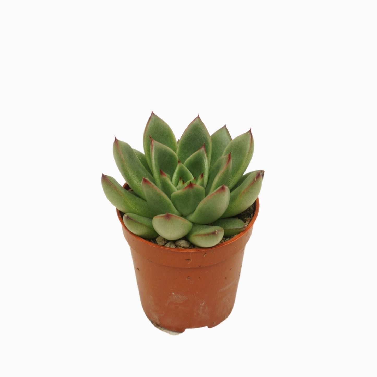 Echeveria agavoides 8cm 505cm Pot