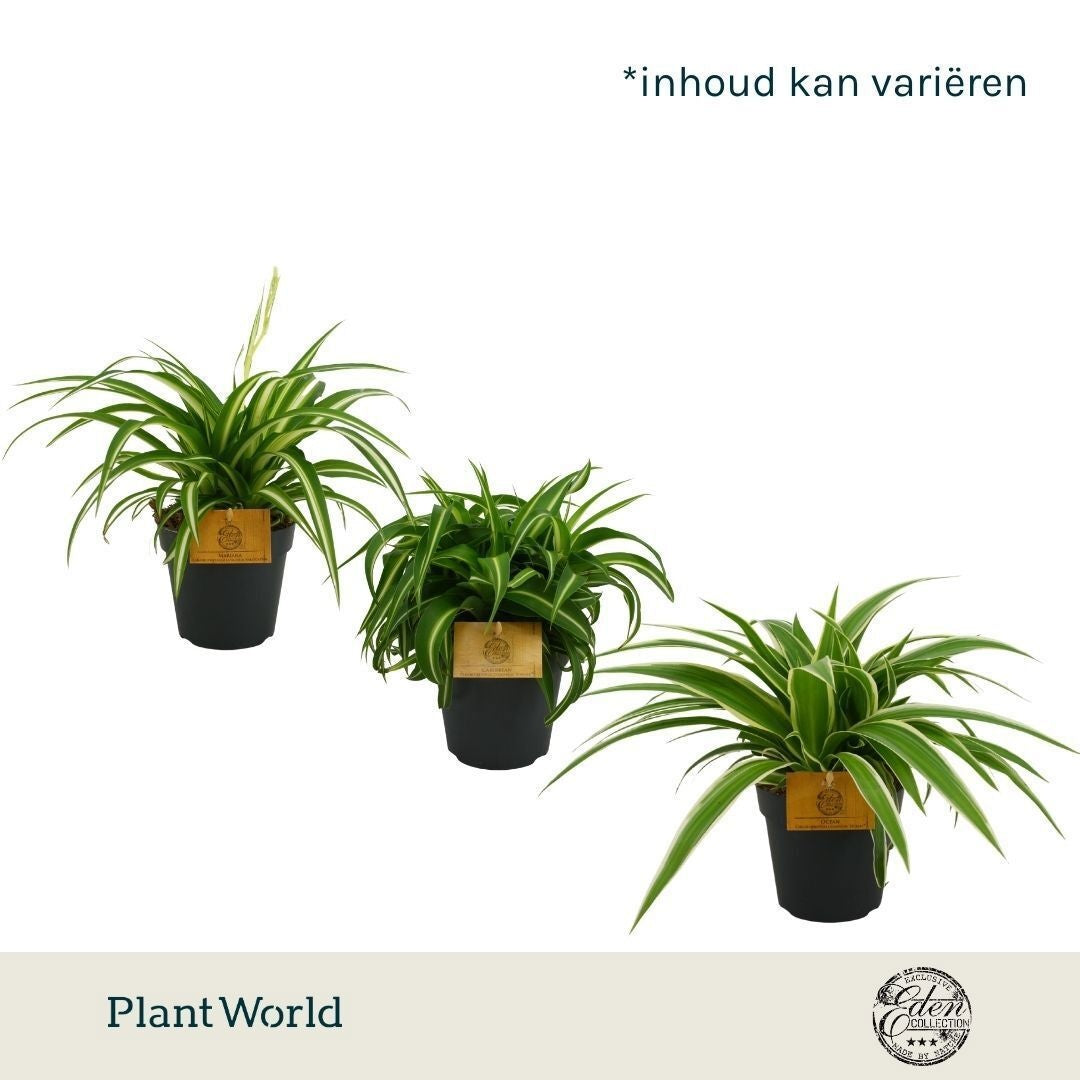 Plantworld Smit Kwekerij Chlorophytum mix Pack of 10