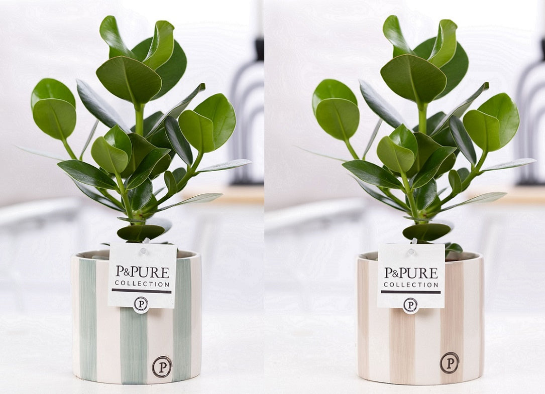 Clusia Princess 30cm 12cm Pot