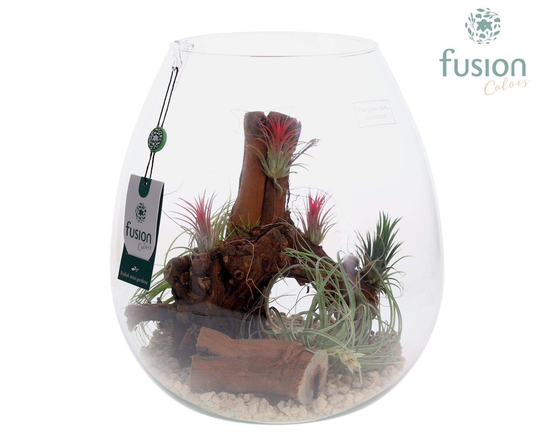 arr. Tillandsia 29cm 29cm Pot