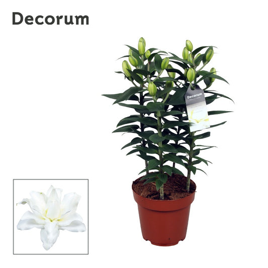 Lilium oriental Double Dante 60cm 19cm Pot