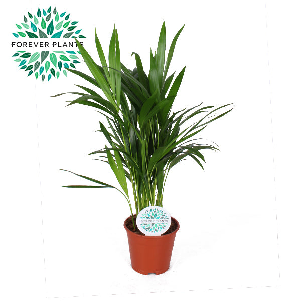 Forever Plants Group Dypsis lutescens Pack of 8