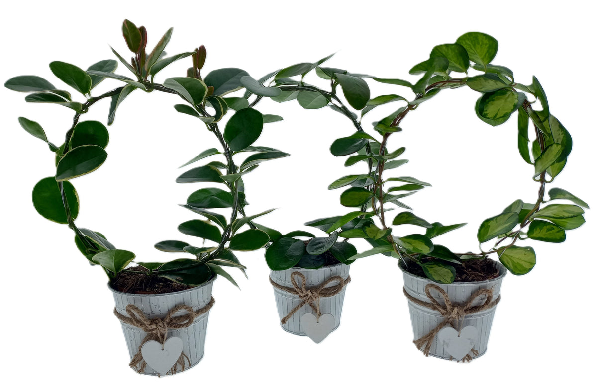 Hoya mix 45cm 12cm Pot