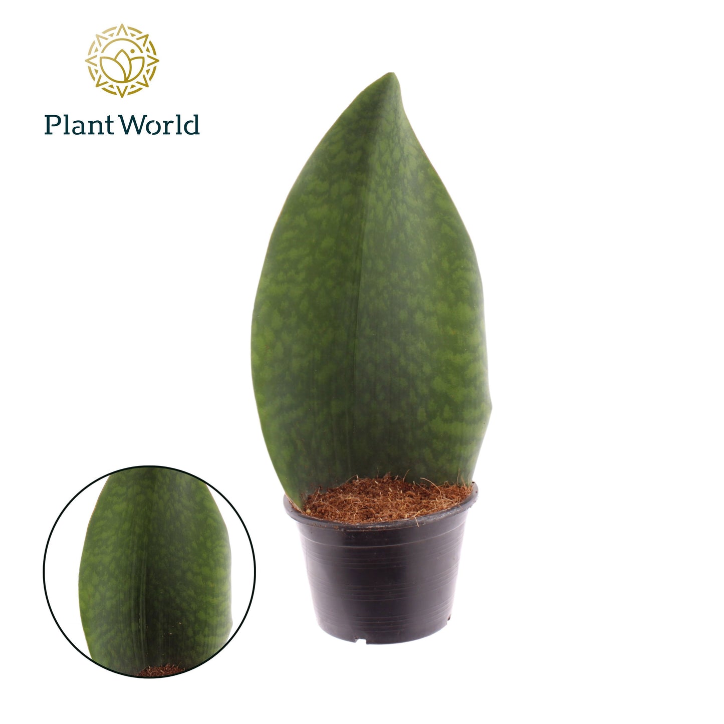 Sansevieria 45cm 14cm Pot