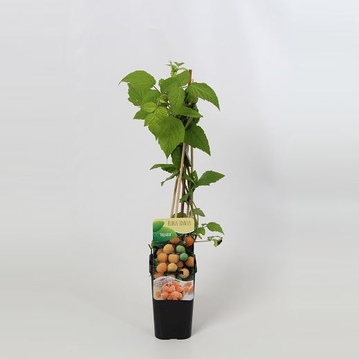 Rubus idaeus Fallgold (Golden Raspberry) 60cm 14cm Pot
