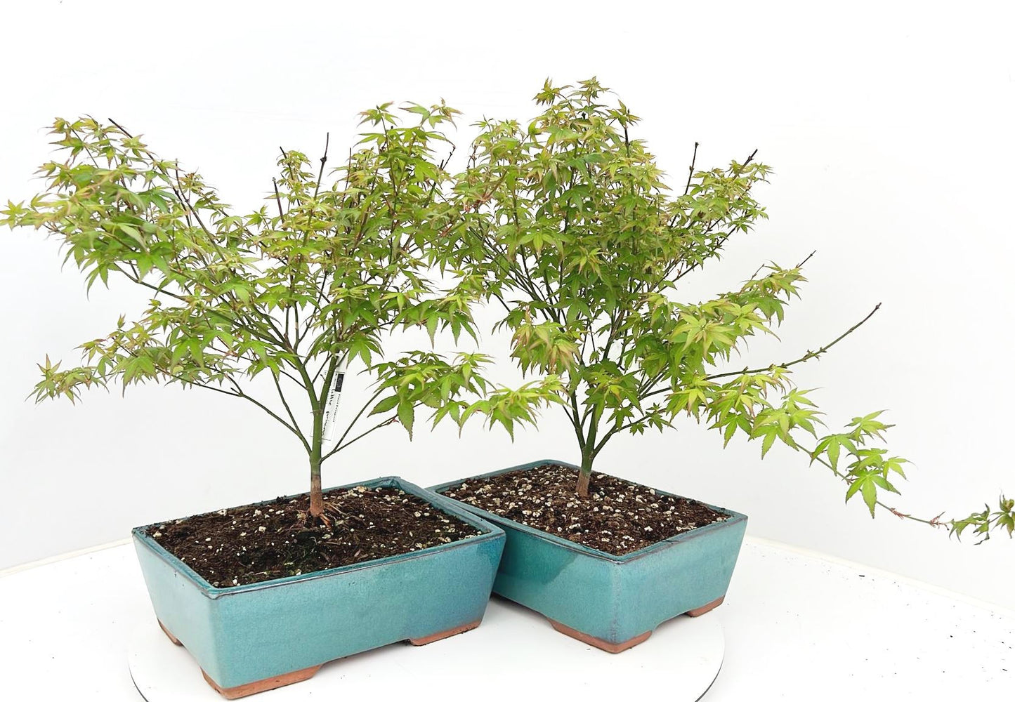 Lodder Bonsai BV Acer Little Princess Pack of 3