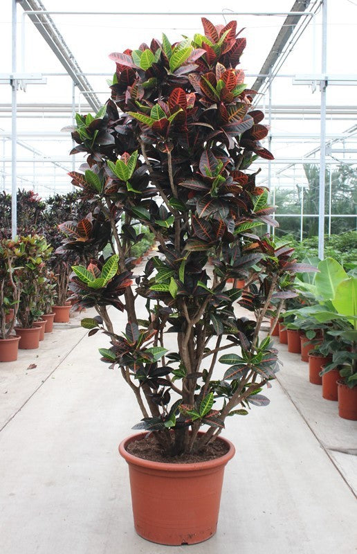 Codiaeum Petra 270cm 60cm Pot