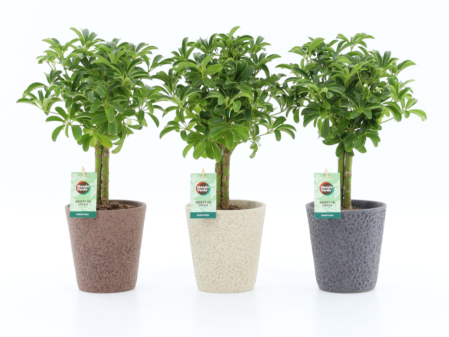 Schefflera Luseana 45cm 13cm Pot