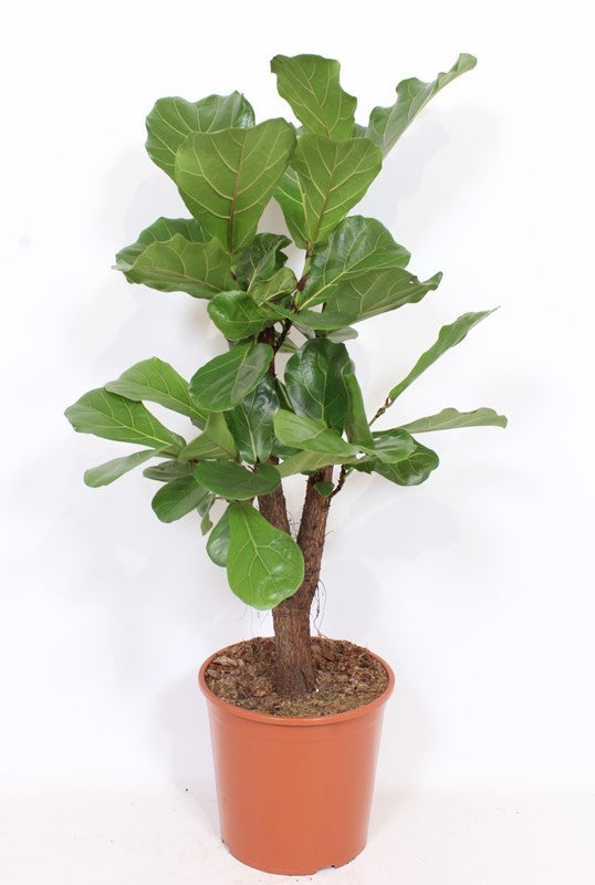 Ficus lyrata 120cm 30cm Pot