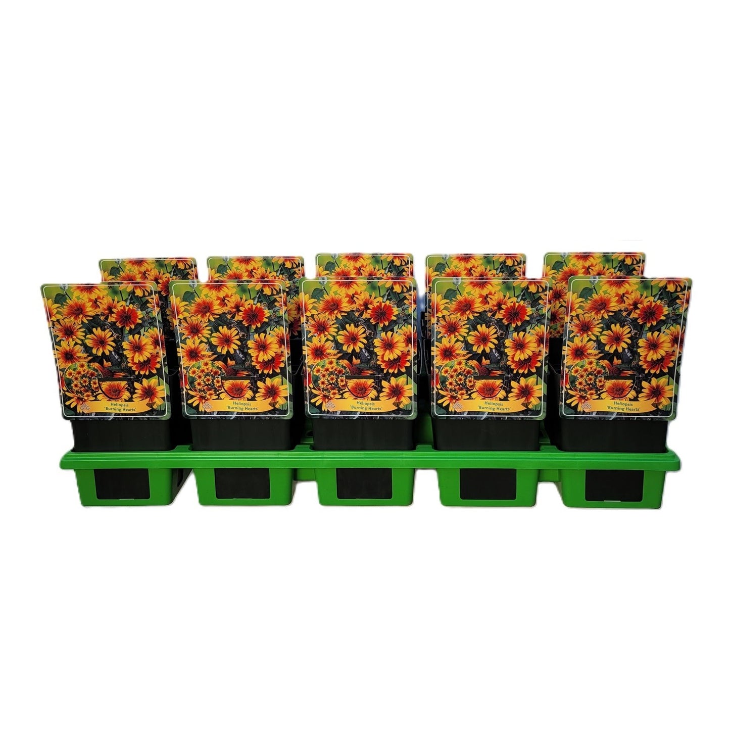 Heliopsis mix 25cm 11cm Pot