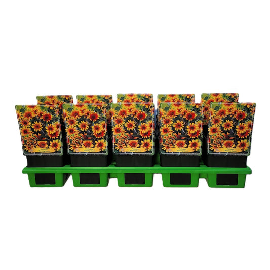Heliopsis mix 25cm 11cm Pot