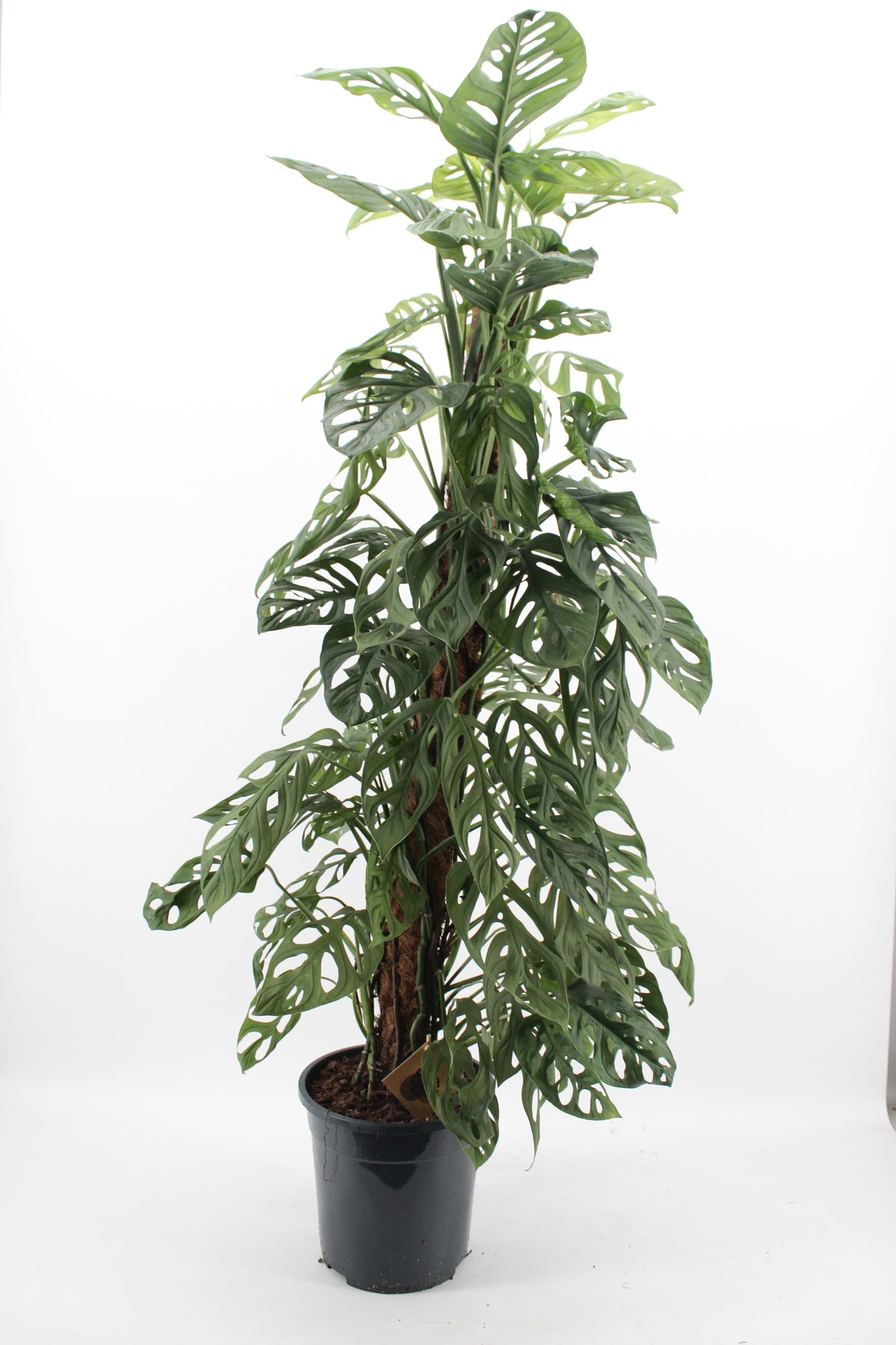Monstera Monkey Leaf 125cm 24cm Pot
