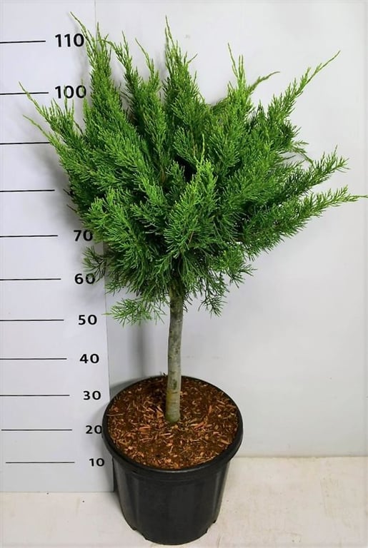 Juniperus Mint Julep 100cm 32cm Pot