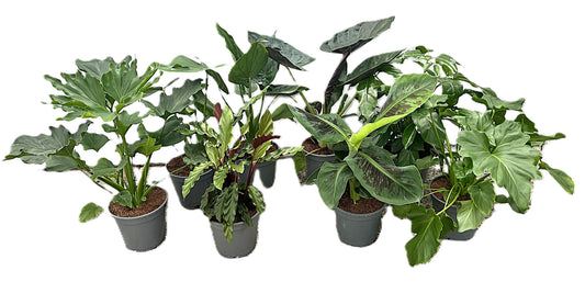 Foliage houseplants mix 65cm 17cm Pot