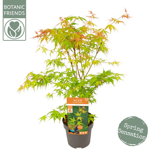 Acer Katsura 65cm 19cm Pot