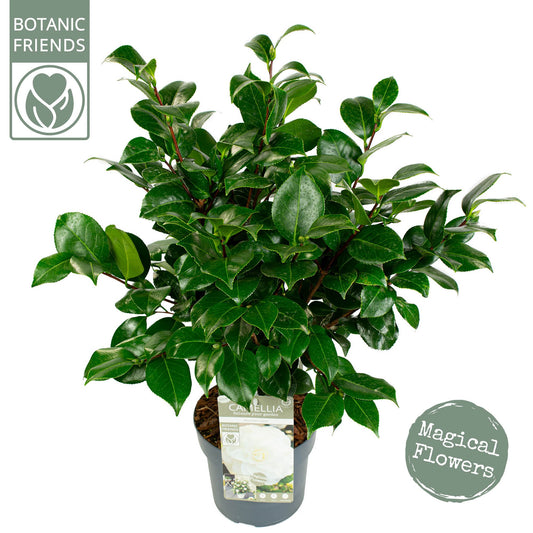 Camellia jap. Nuccio's Gem 75cm 19cm Pot