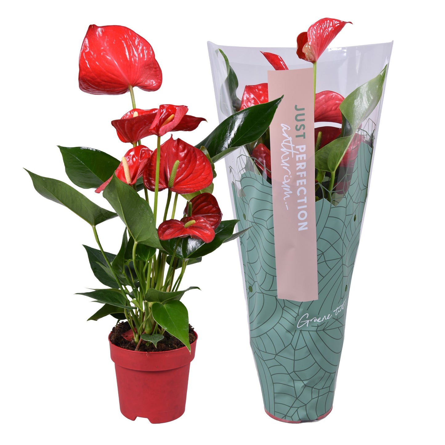 Groene Tint Anthurium Minnesota Pack of 7