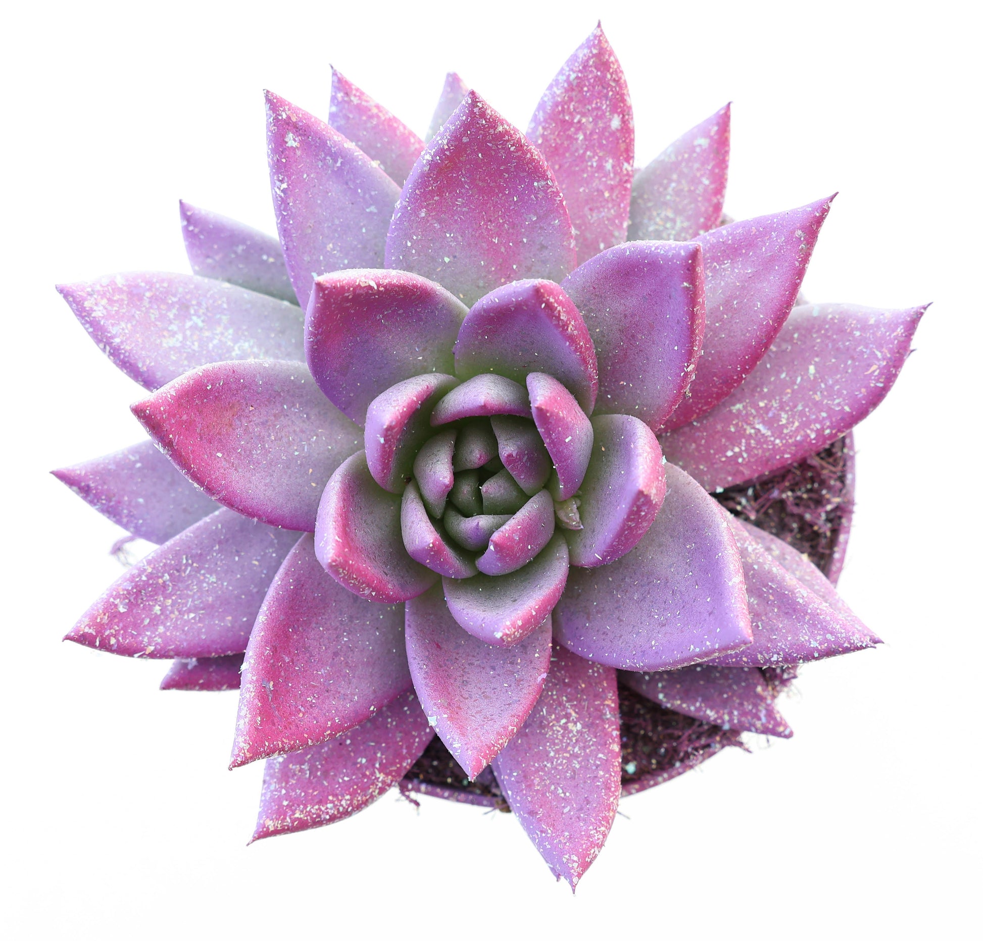 Euro Cactus Holland Bv Miranda valentine multi glitter mix Pack of 6