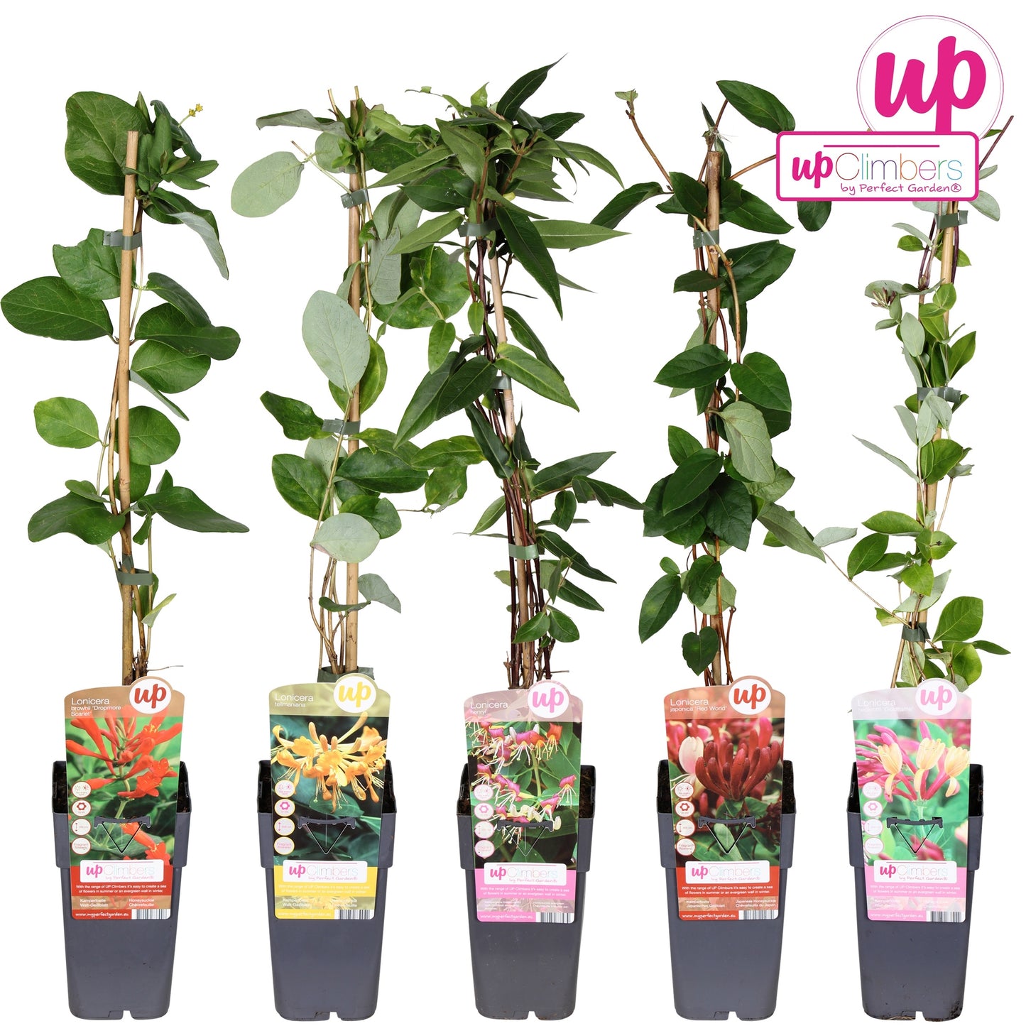Lonicera mix 65cm 15cm Pot