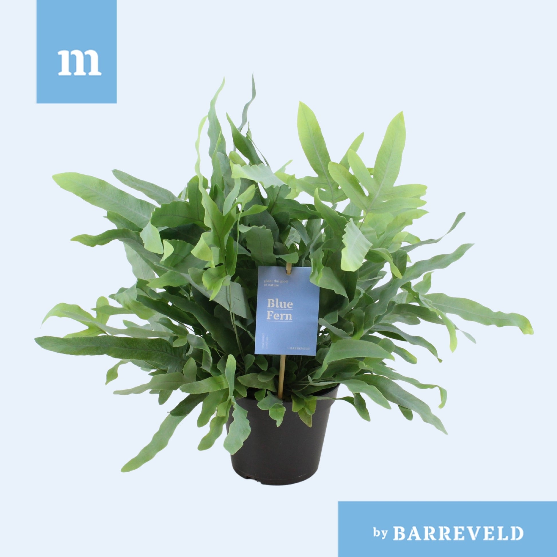 Phlebodium Blue Star 40cm 14cm Pot