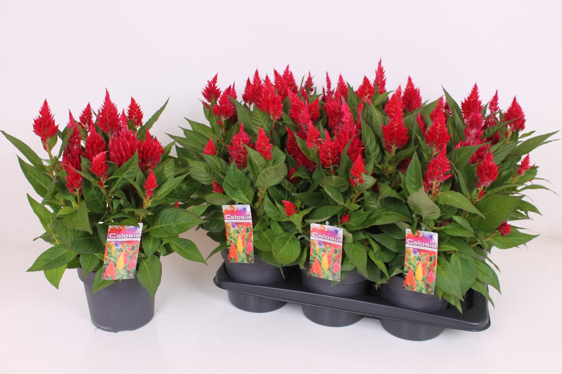 Celosia argentea Kelos Fire Red 40cm 17cm Pot
