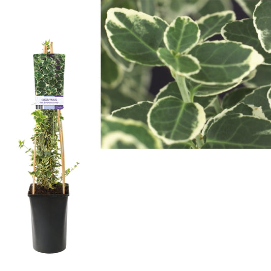 Euonymus Emerald Gaiety 75cm 17cm Pot