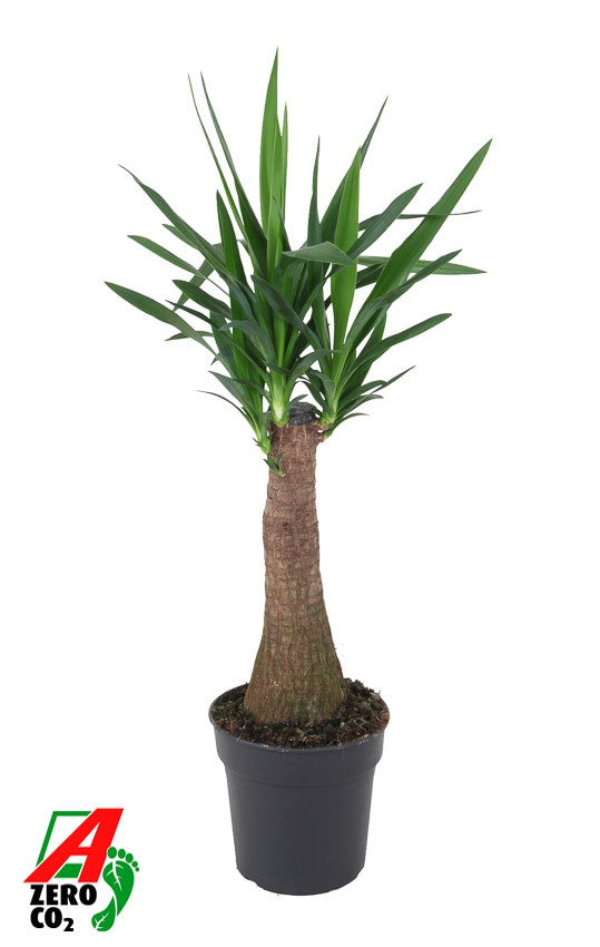 Yucca elephantipes 100cm 24cm Pot